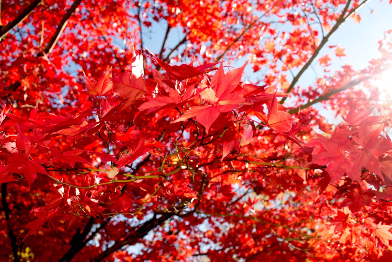 Красная осень