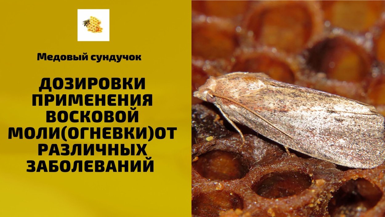 Стеблевой кукурузный мотылек гусеница