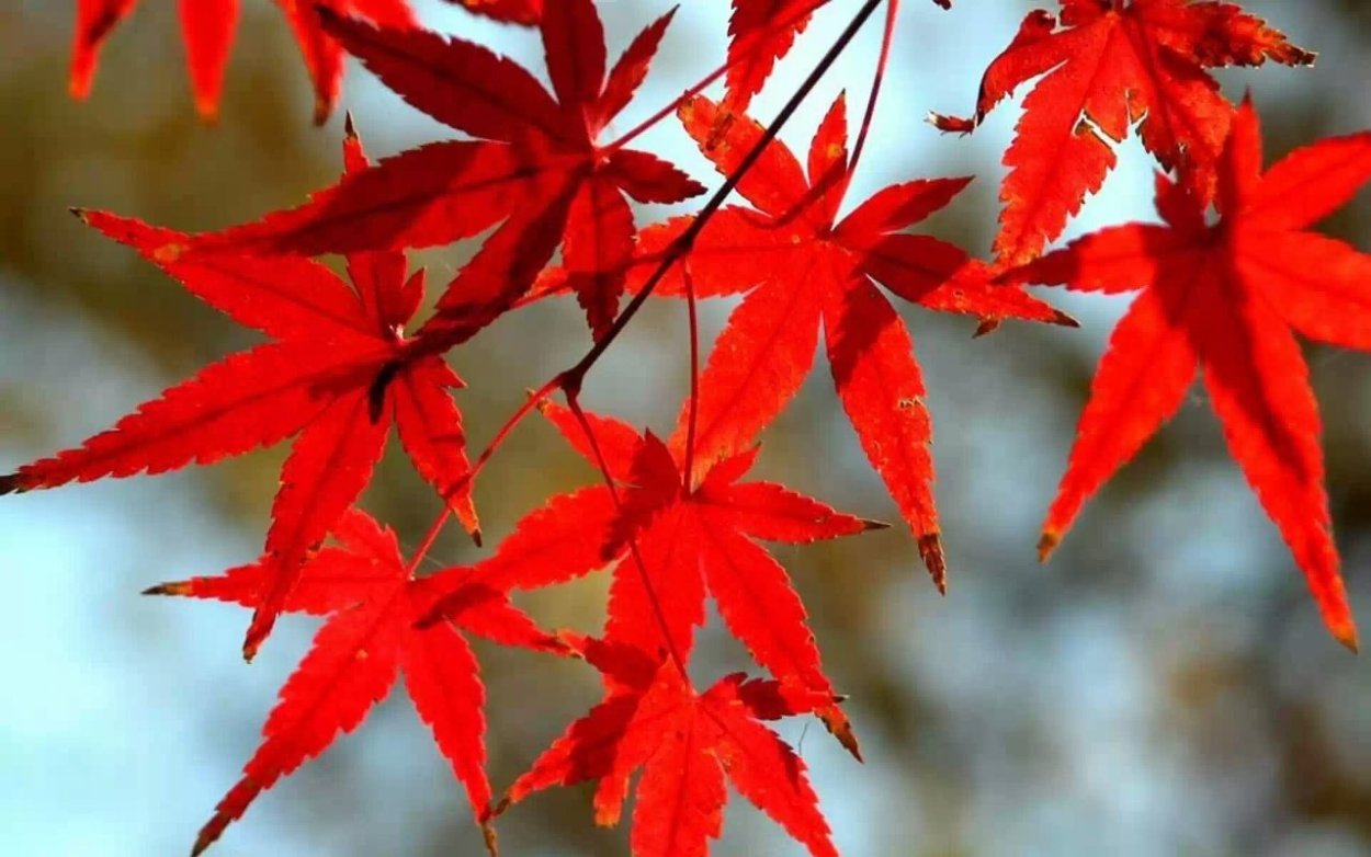 Японский клен, кленовые листья, листья"