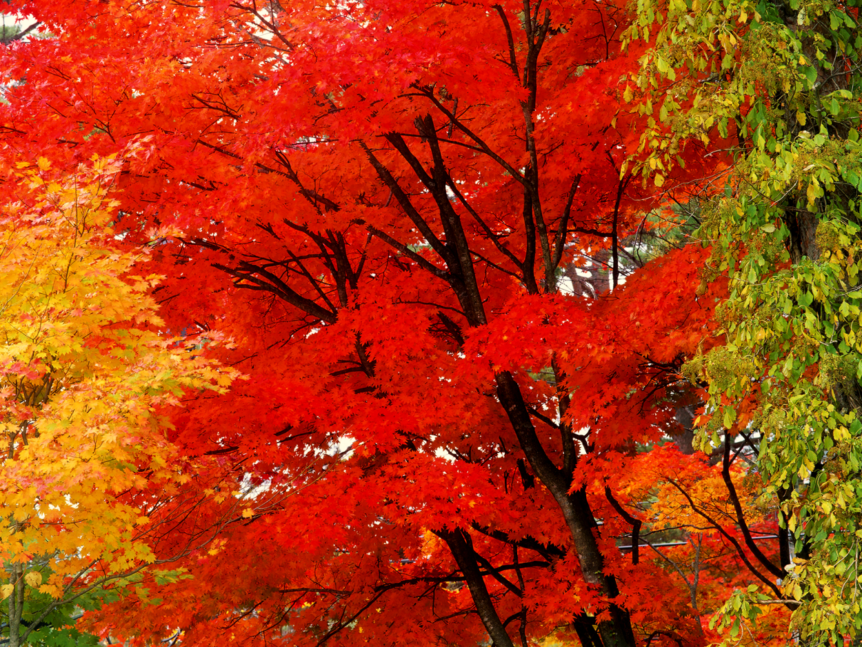 Осенний пейзаж с кленом