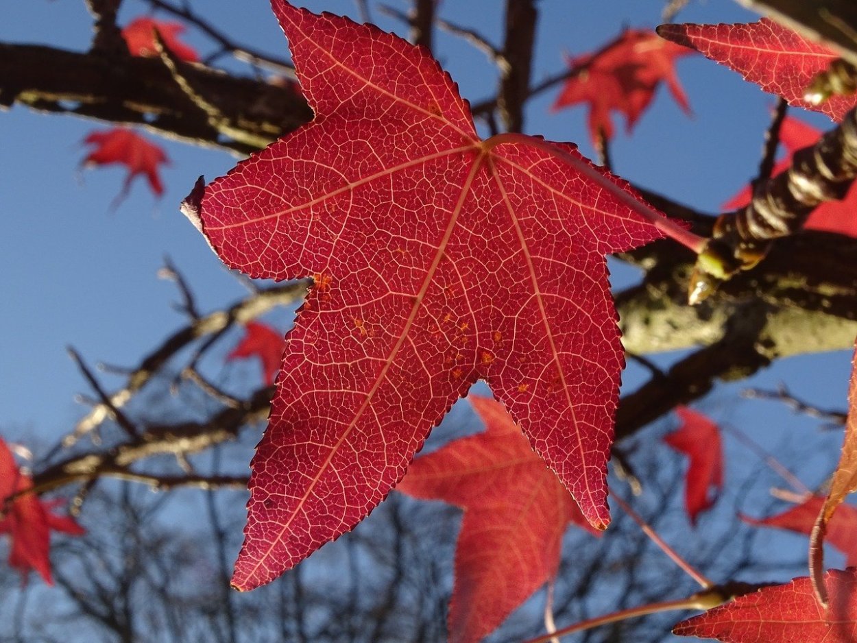 Клен с большими листьями которые краснеют осенью