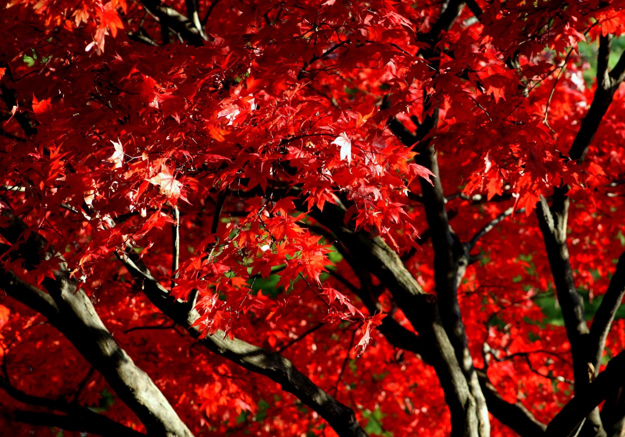 Красный канадский клен