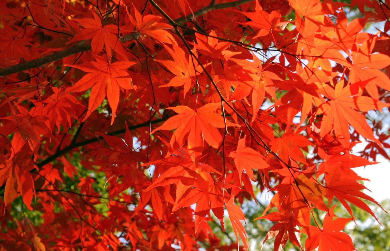 Оранжевые листья