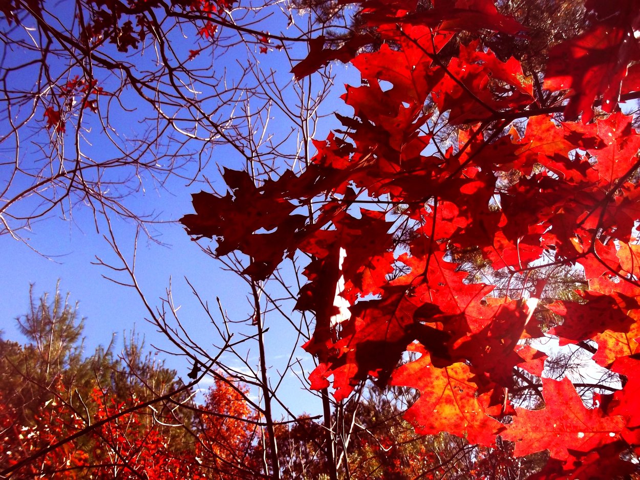 Красная осень