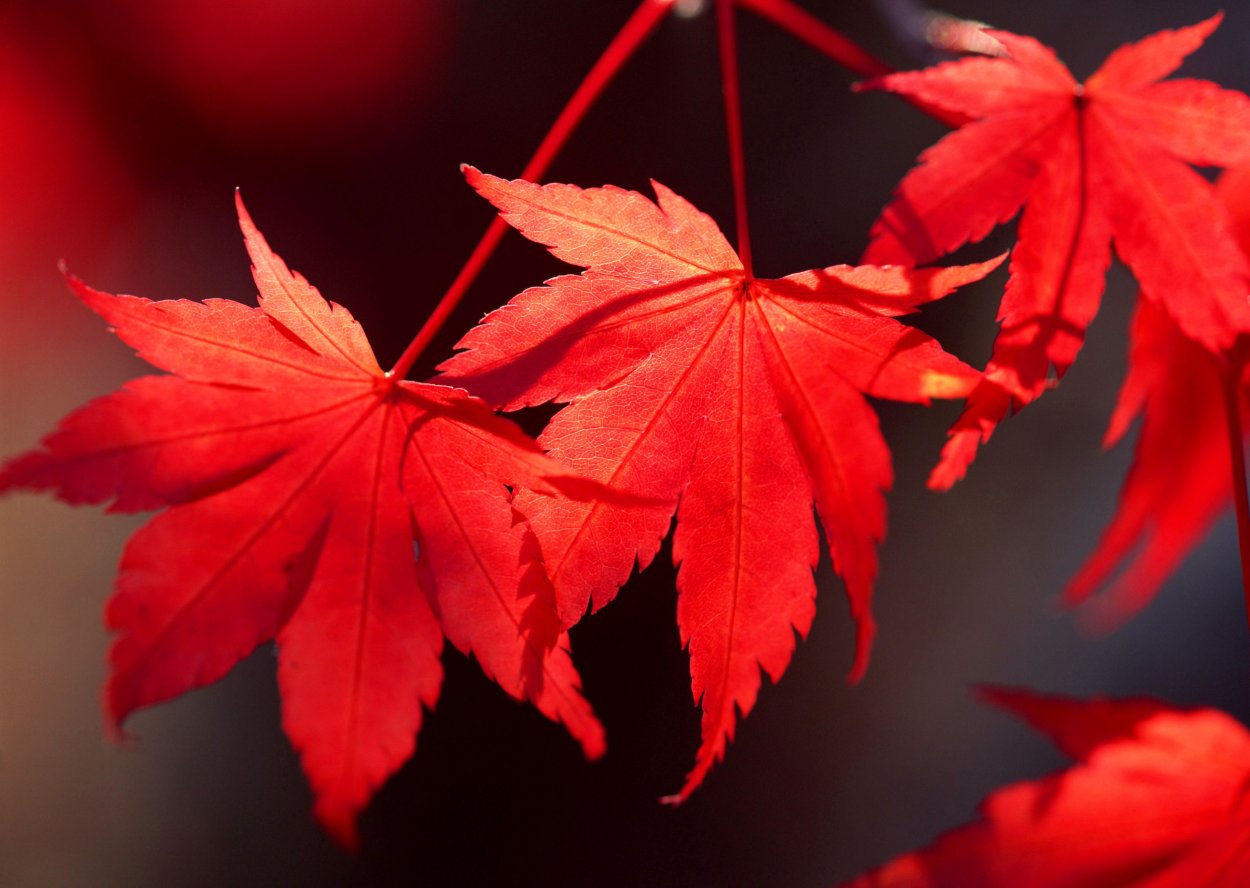 Листья японского клена