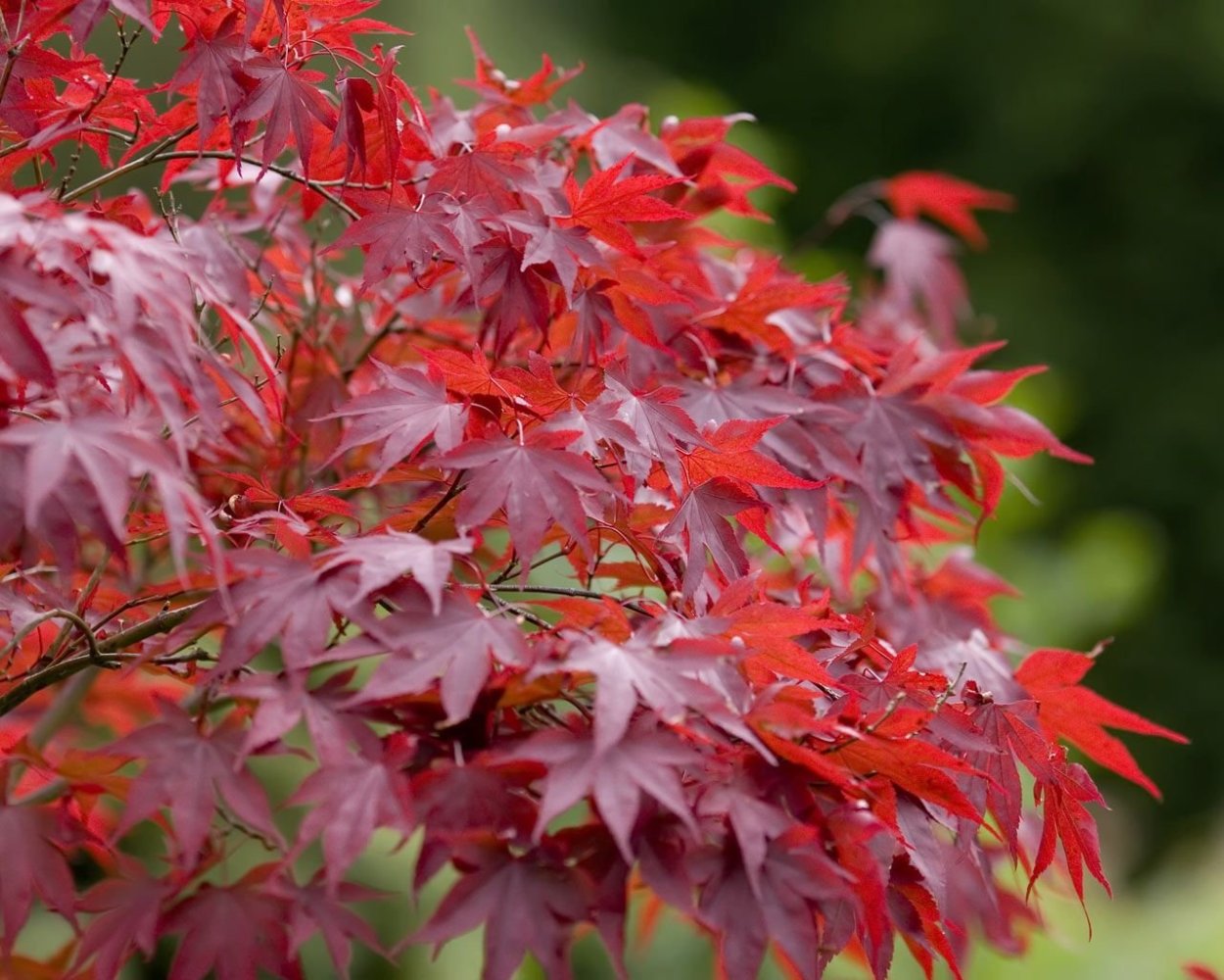 Клен красный Acer rubrum