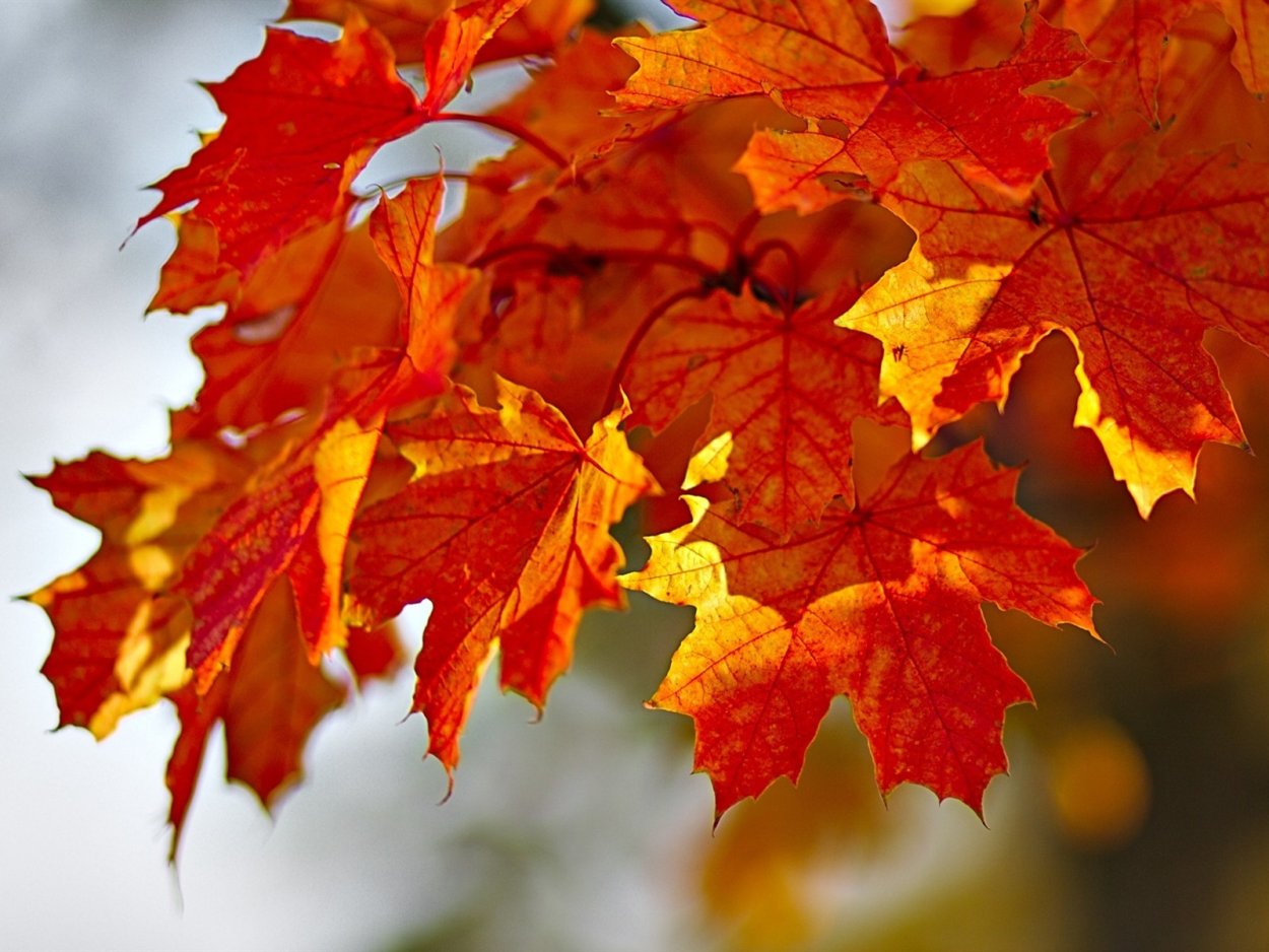 Кленовый лист