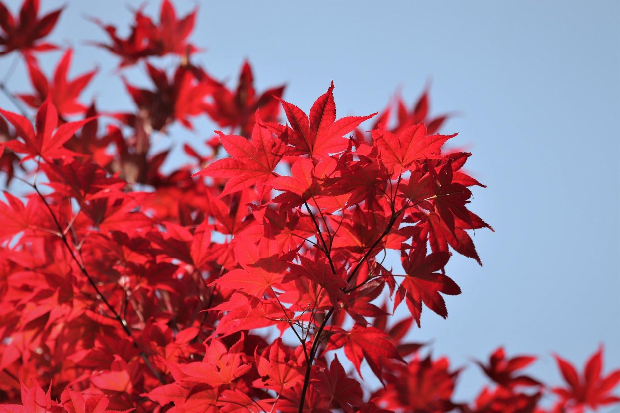 Дерево с красными листьями