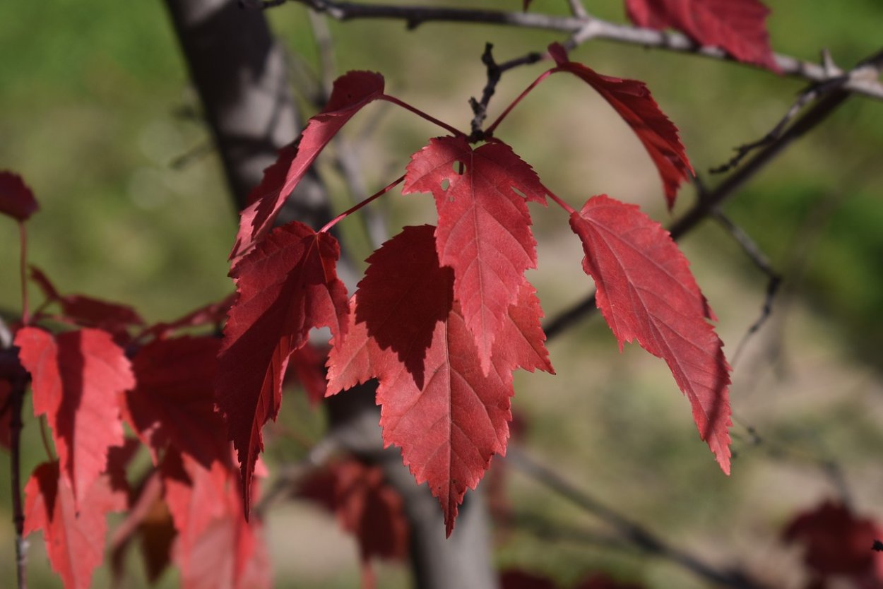 Красный лист