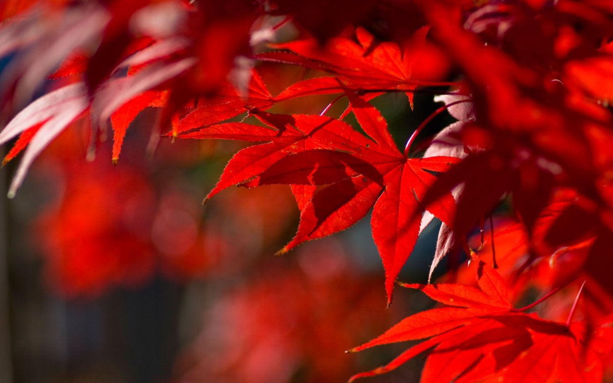 Клен японский красный