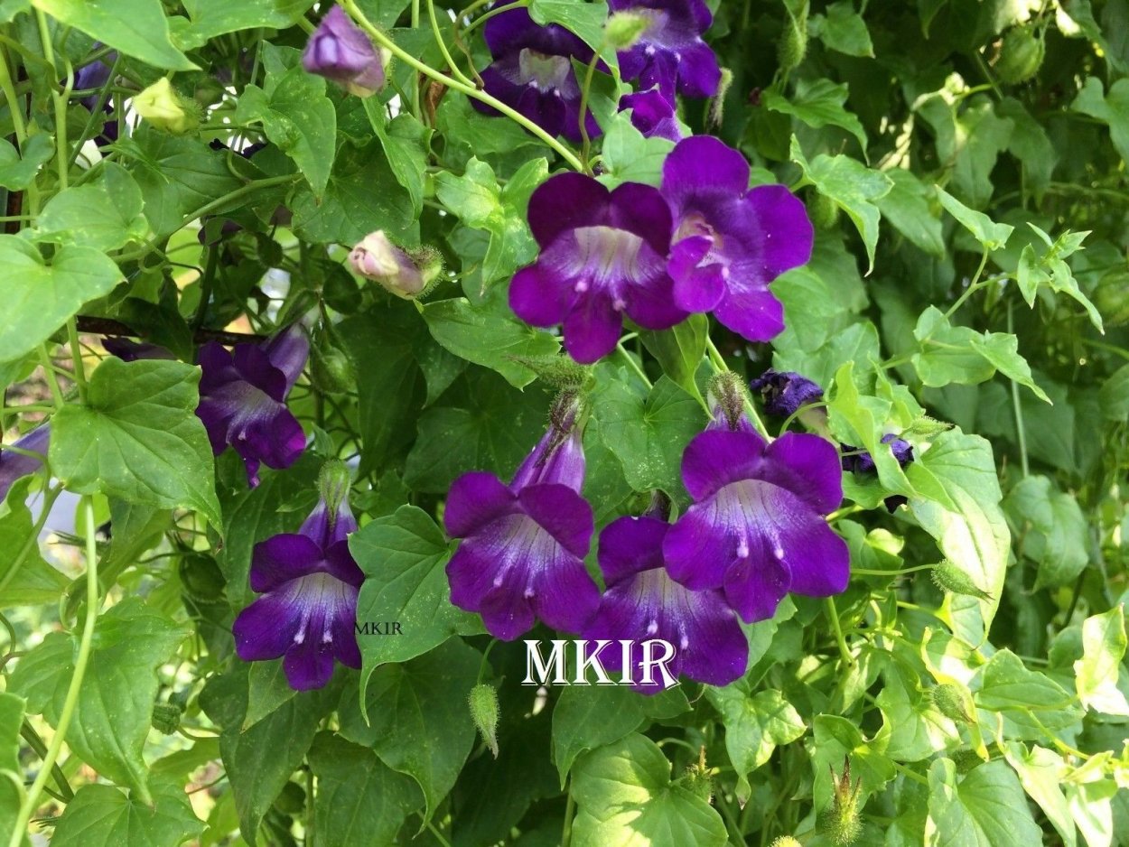 Азарина (Маурандия)