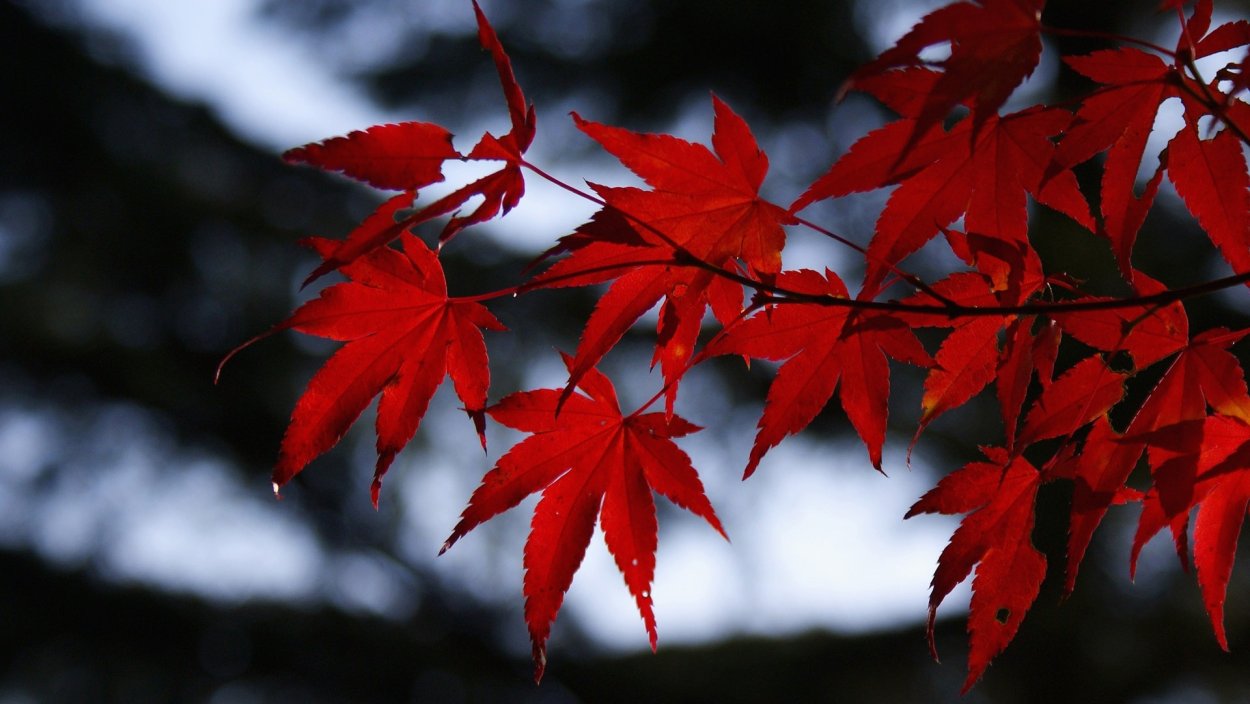 Клен красный зима