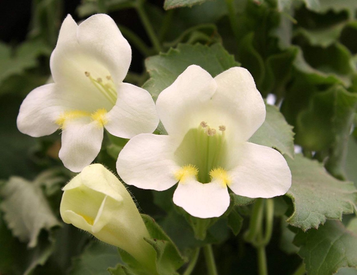 Азарина лазающая Red Dragon