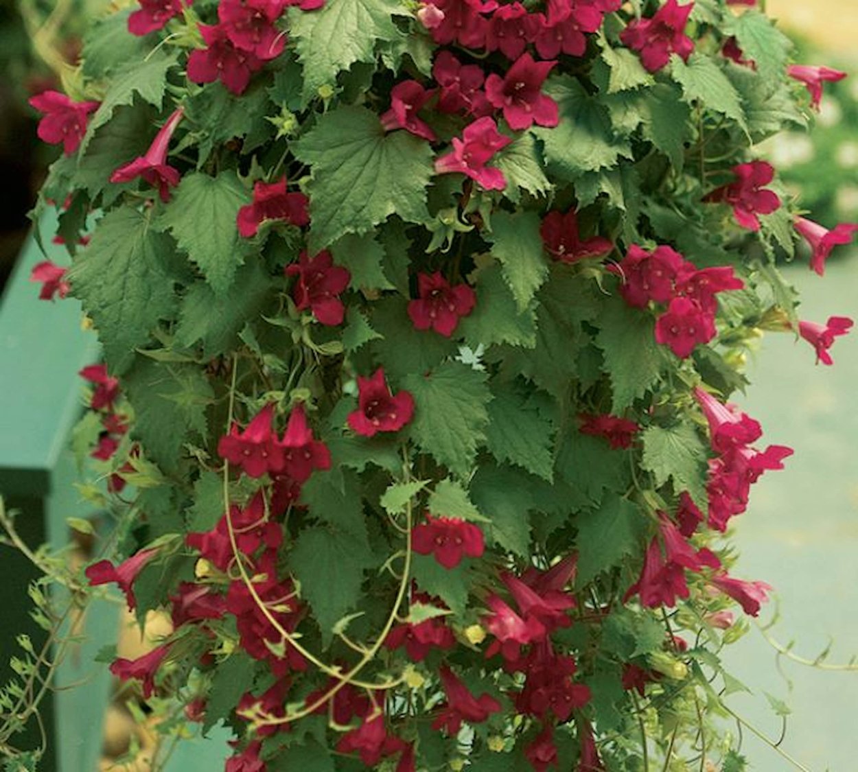 Лофоспермум в композиции