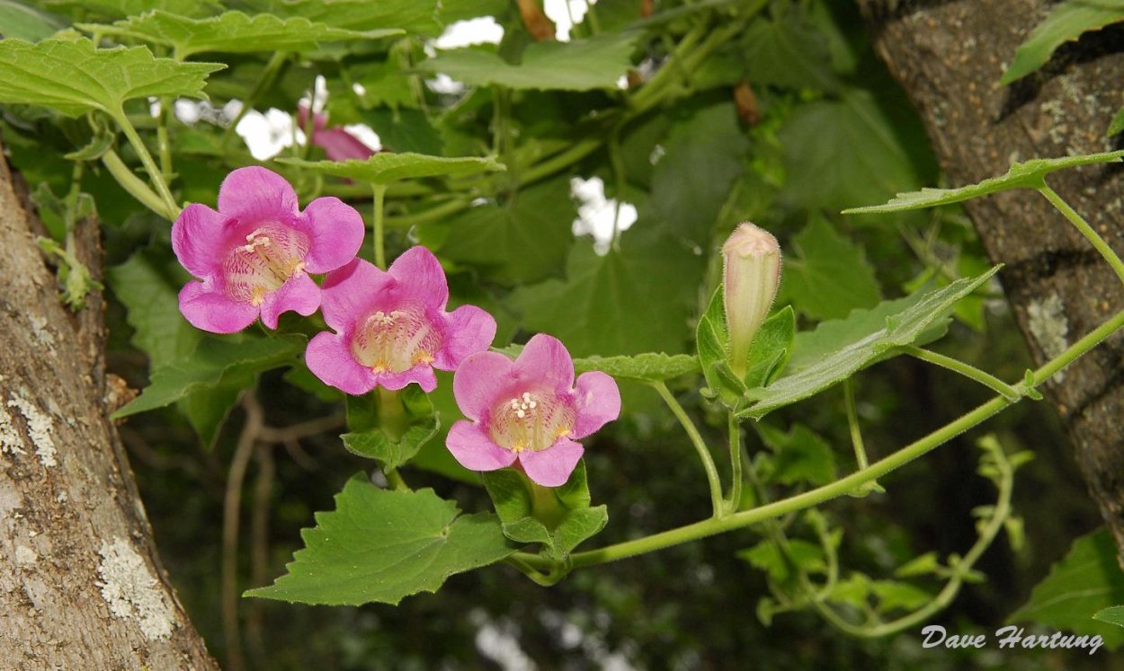 Азарина антирриноцветковая