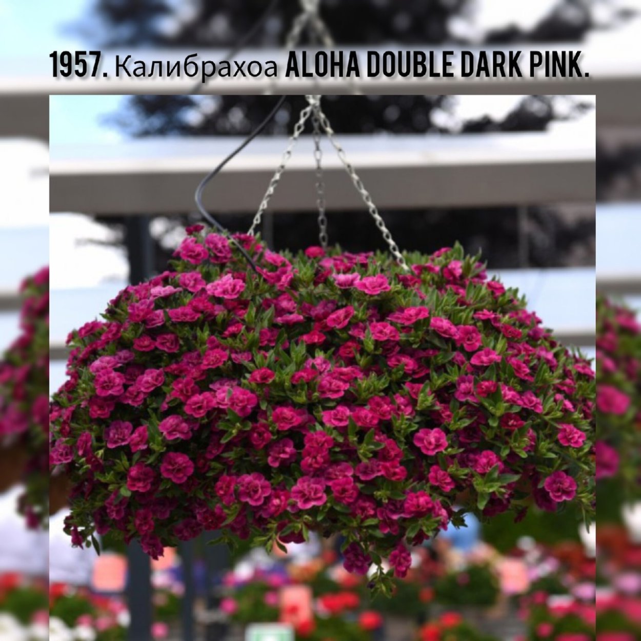 Бугенвиллия sanderiana