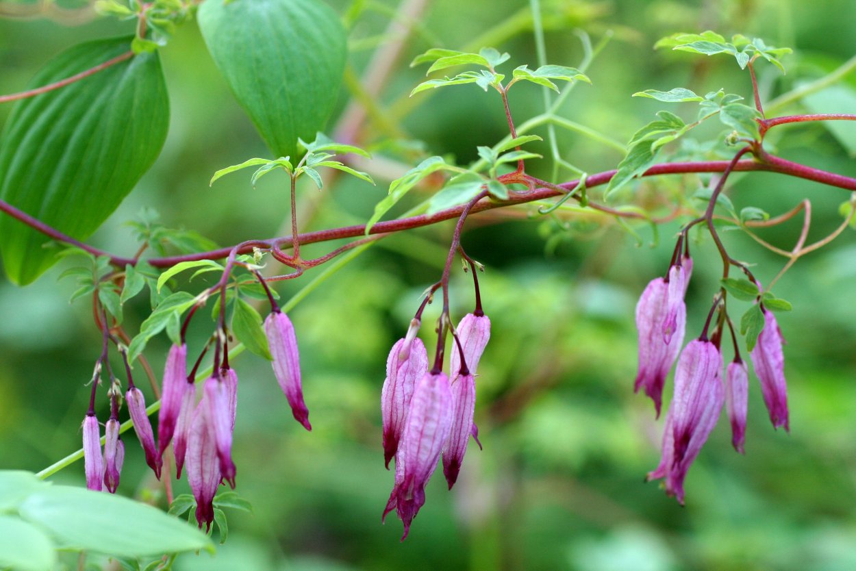 Лобелия Лилак