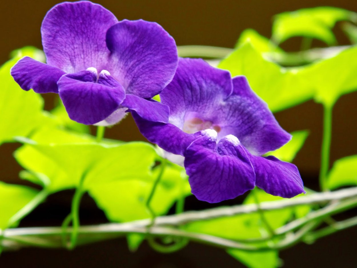 Цветок Азарина лазающая Мексиканская красавица