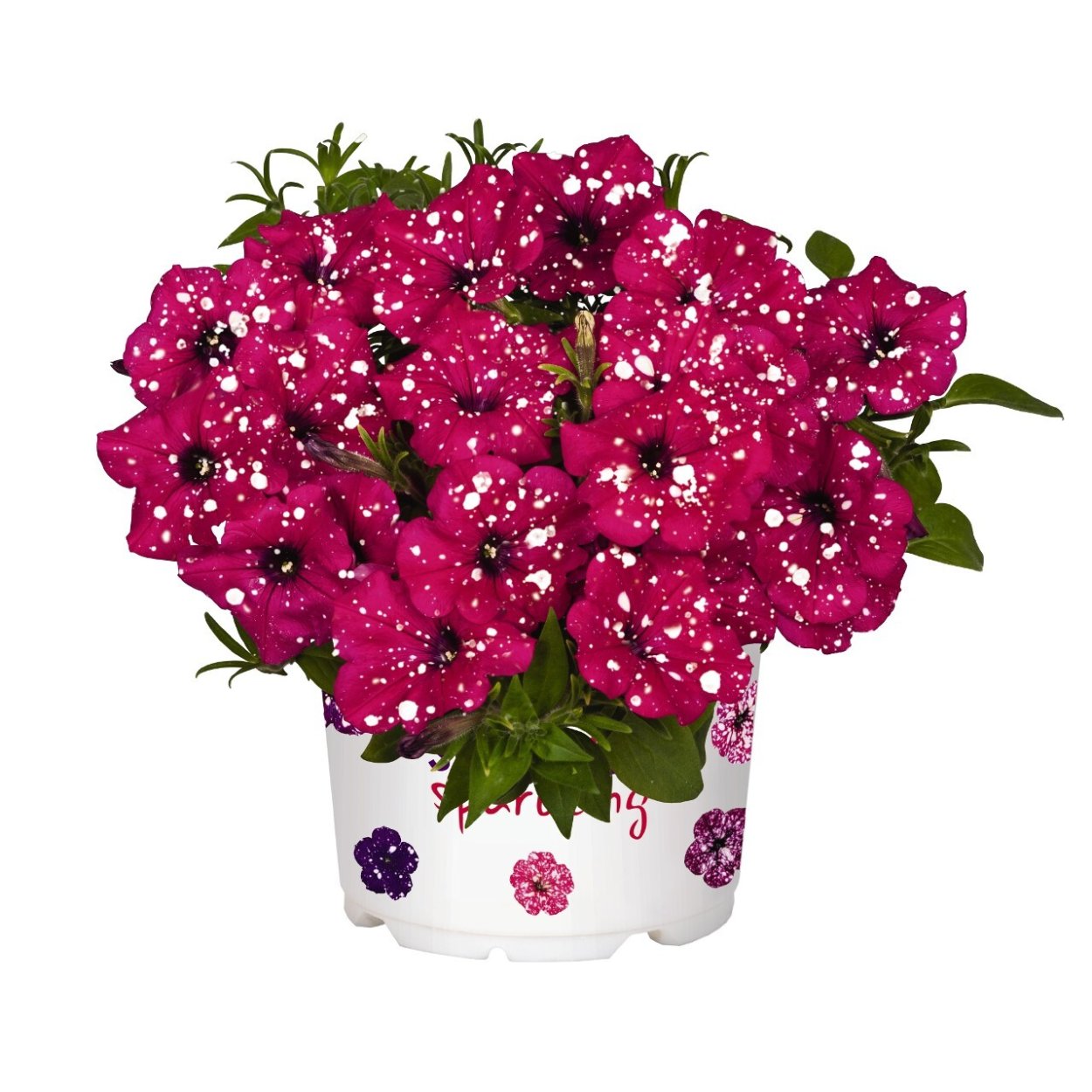 Роза Кантри Сонг