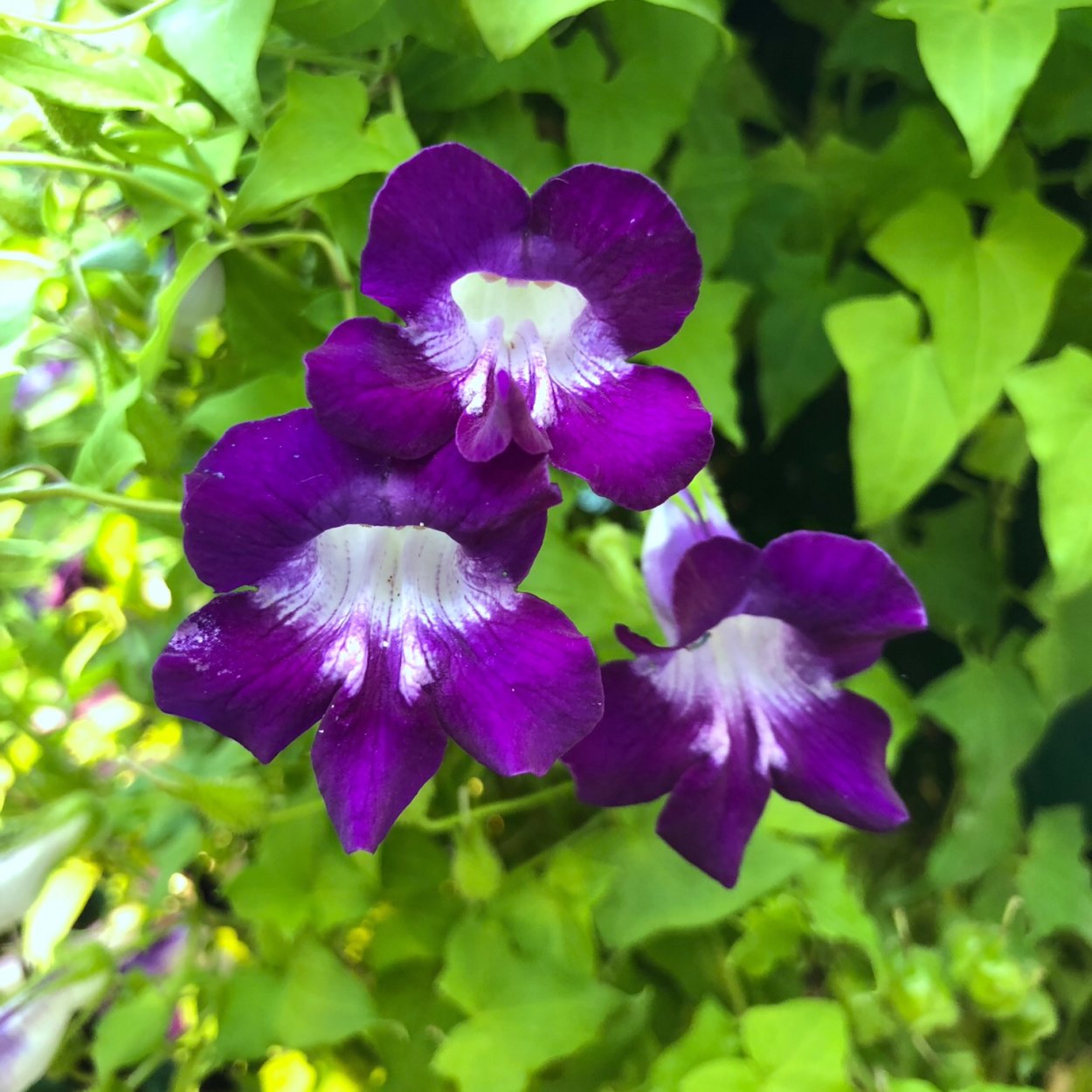 Цветок Азарина лазающая