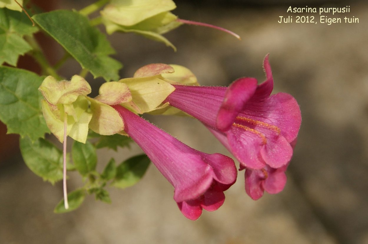 Азарина антирриноцветковая