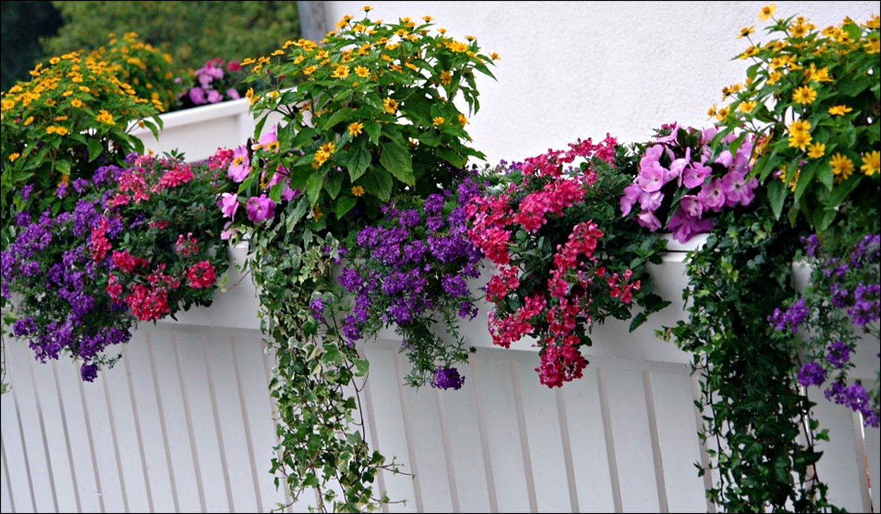 Лизимахия ампельная