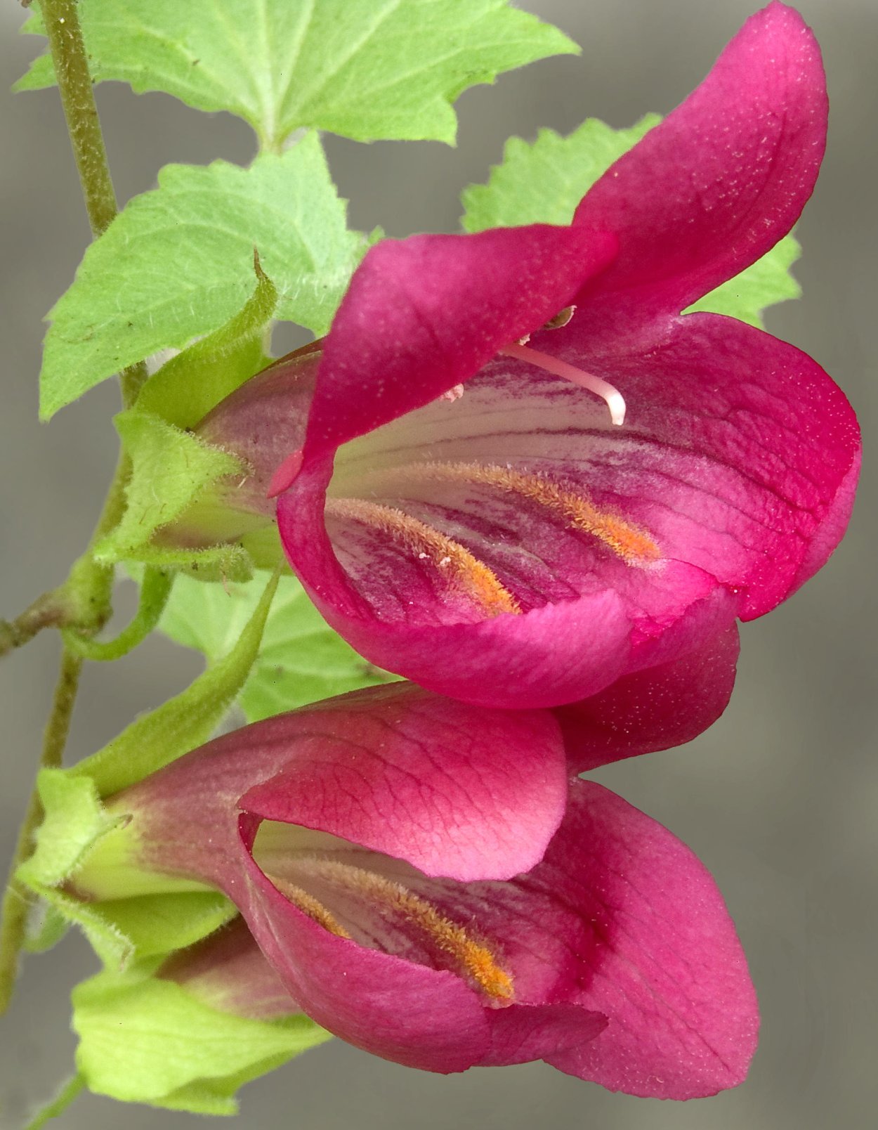 Лофос вьющаяся глоксиния