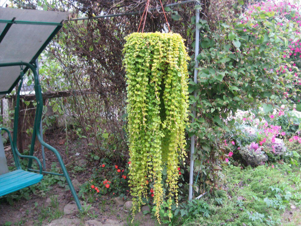 Лофос Wine-Red растение