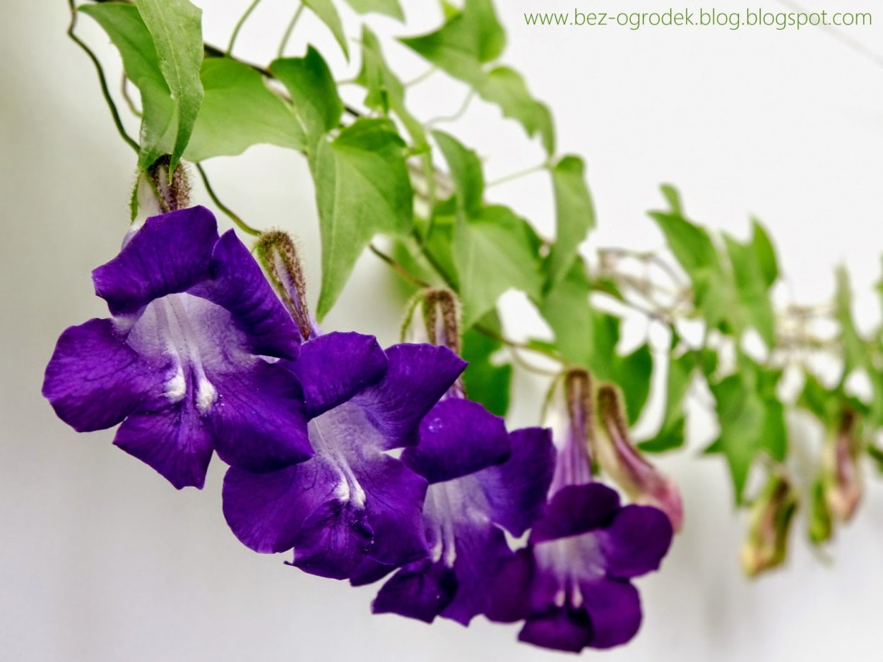 Азарина лазающая белая