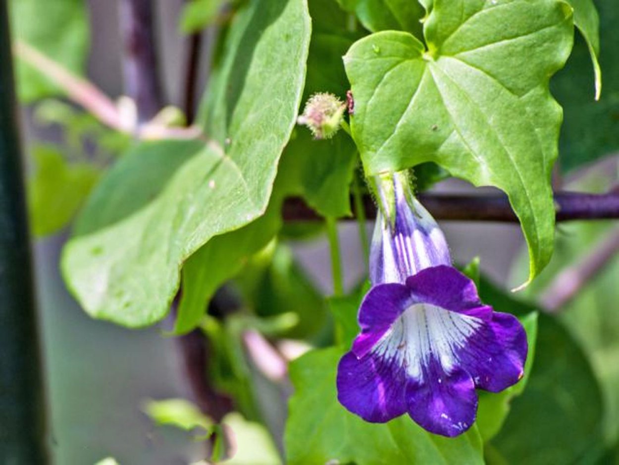 Азарина Сканденс