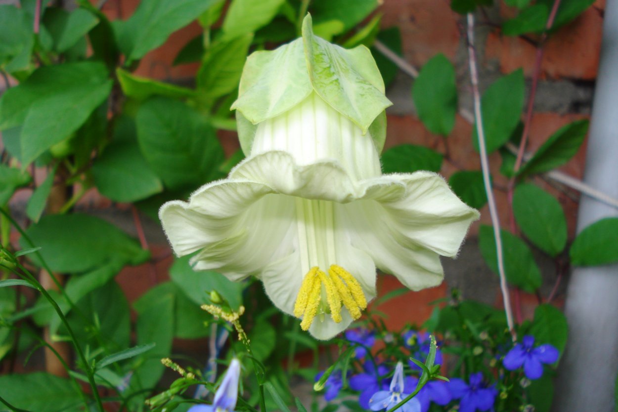 Ламиаструм ампельный