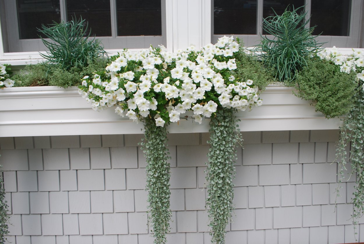 Кобея Азарина