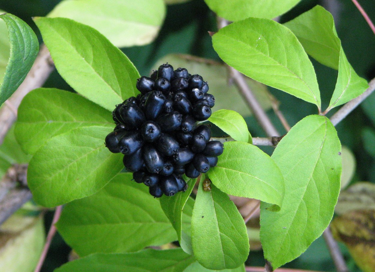 Элеутерококк колючий