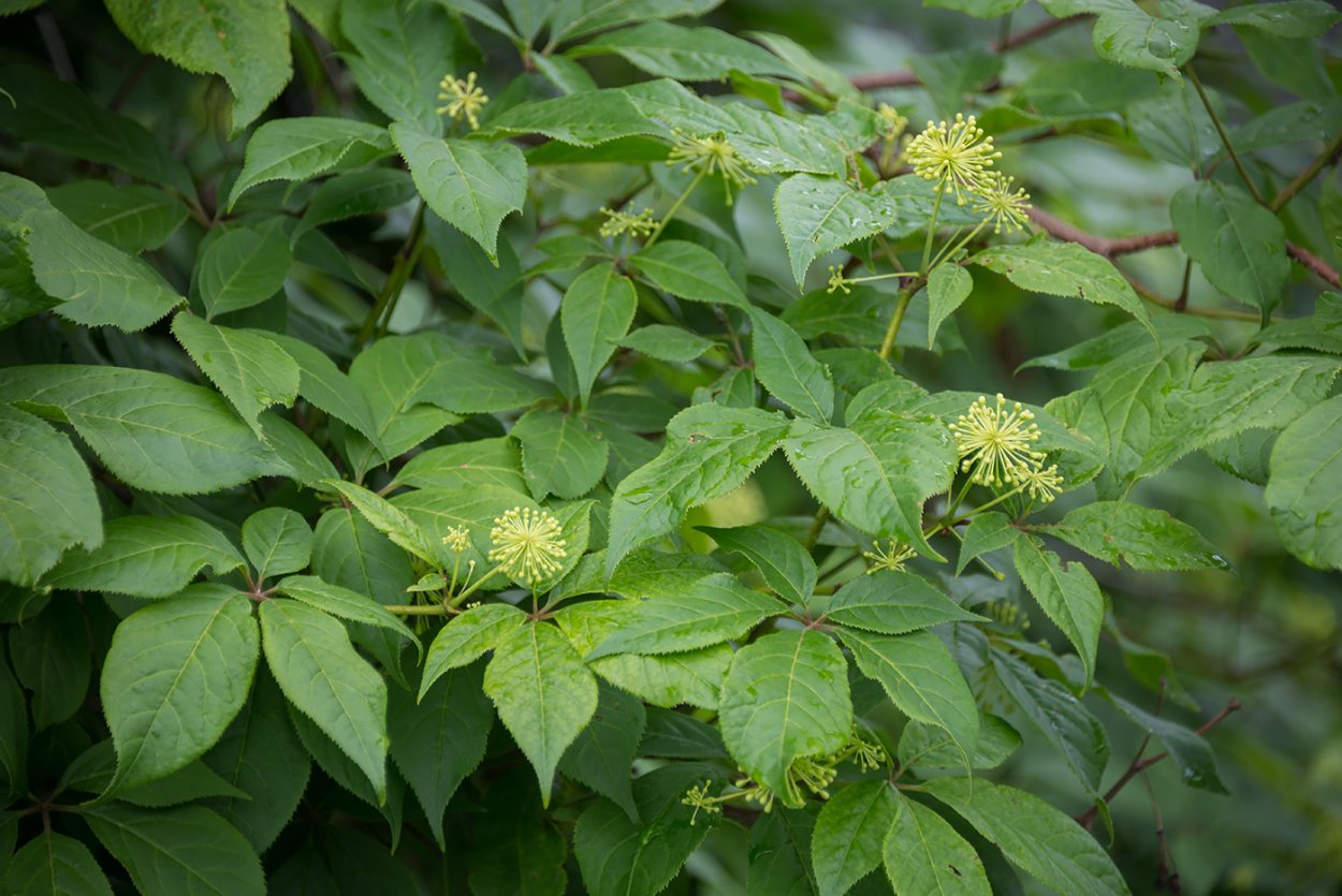 Элеутерококк рисунок