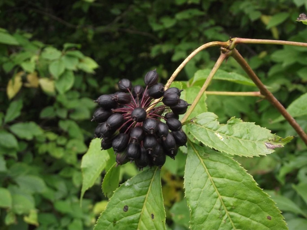 Элеутерококк колючий