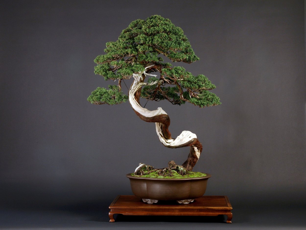 Бонсай Токугава