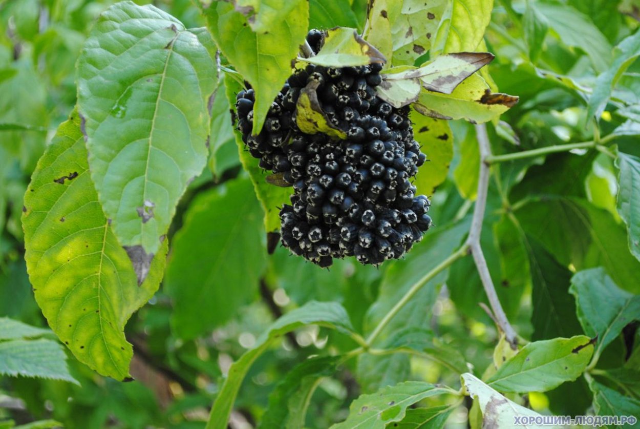 Элеутерококк Now