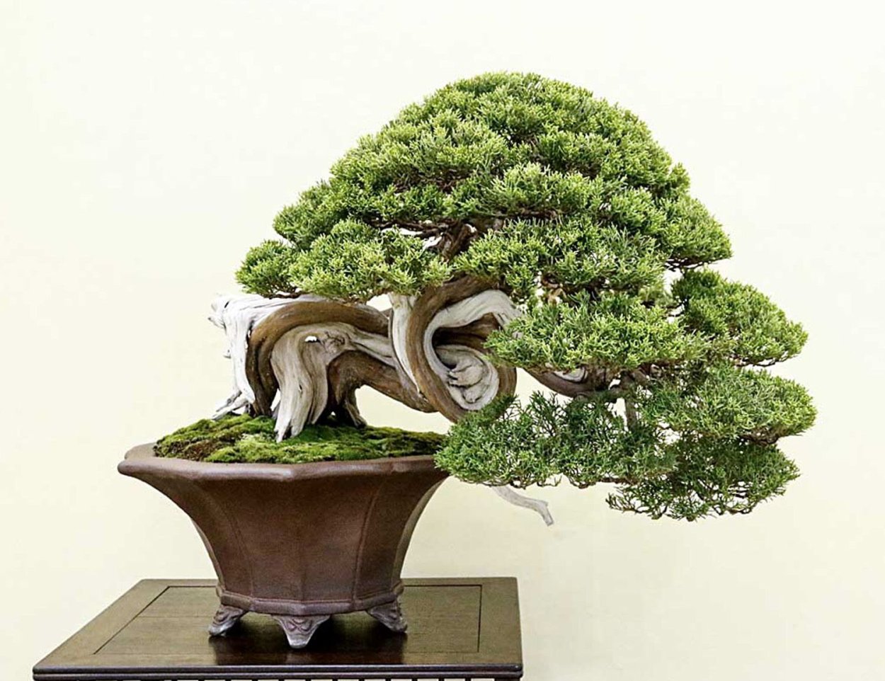 Juniperus chinensis 'Shimpaku'