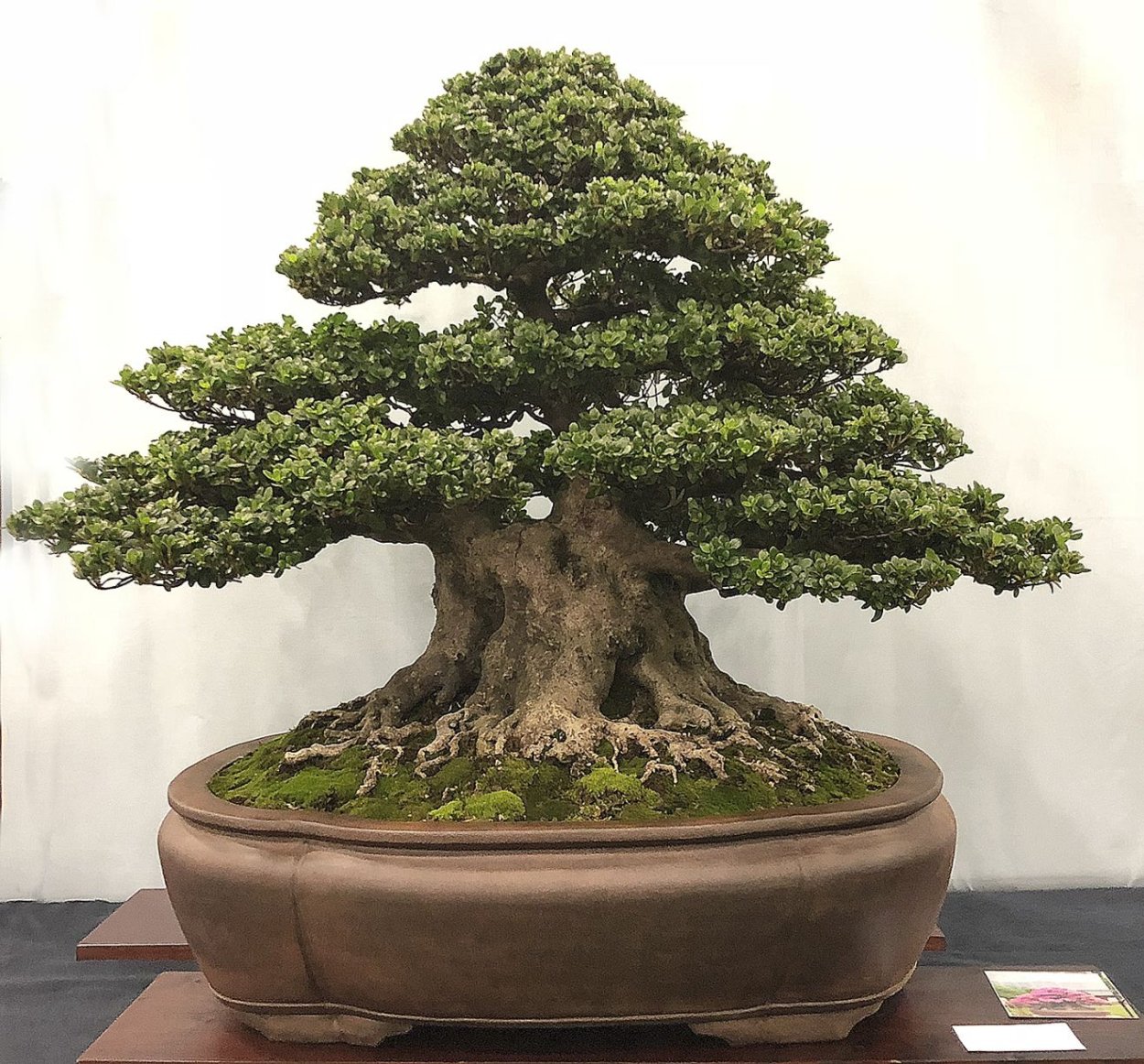 Платан бонсай