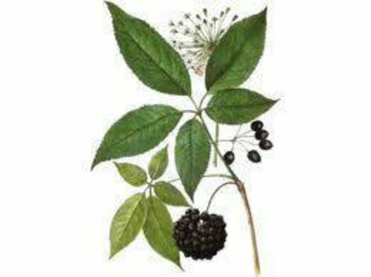 Элеутерококк колючий