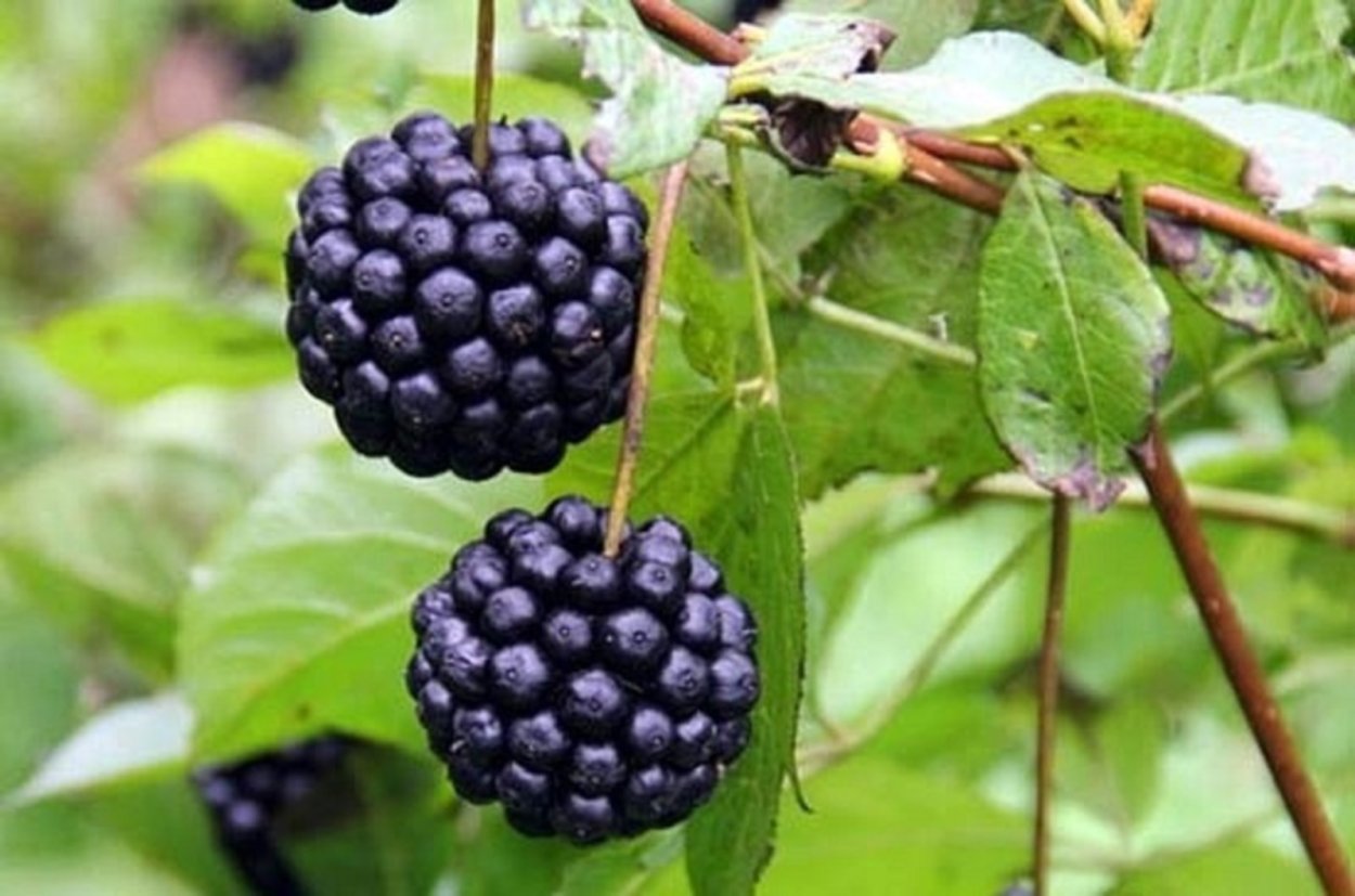 Элеутерококка экстракт жидкий