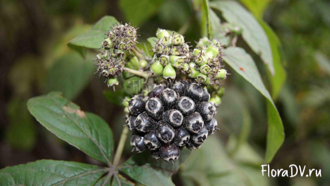 Элеутерококк растение