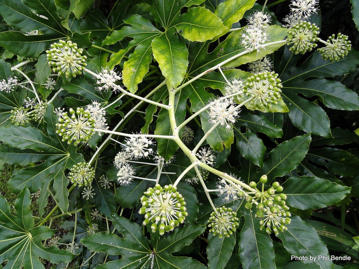 Настойка энергетическая в аптеке