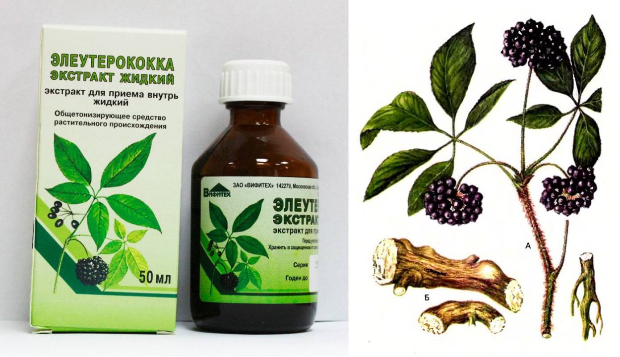 Аралия маньчжурская цветы