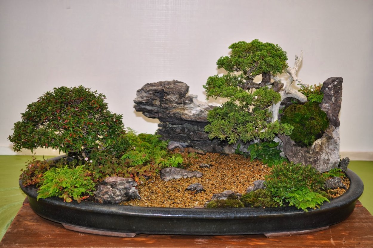 Композиция Банзай бонсай