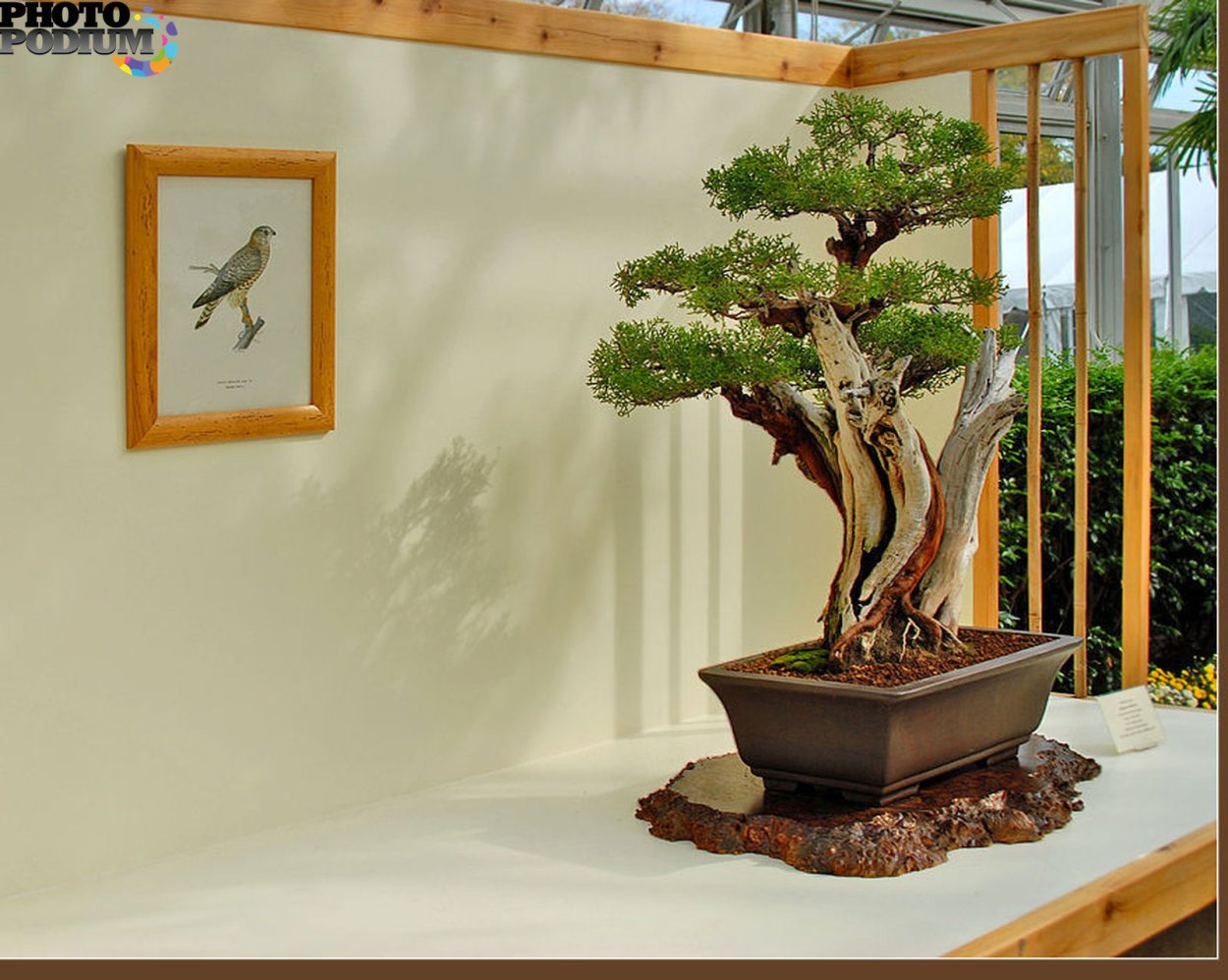 Бонсай Tobira, 70см