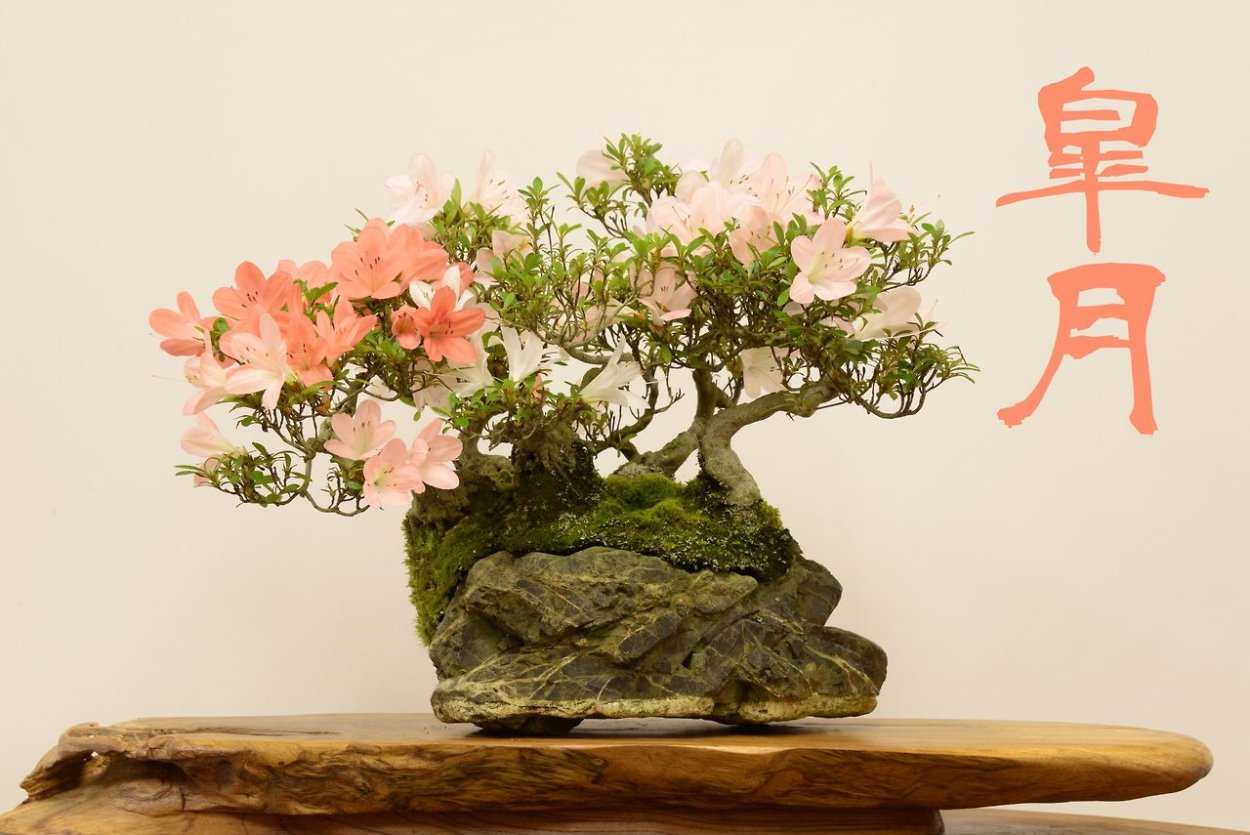 Икебана и бонсай в Японии