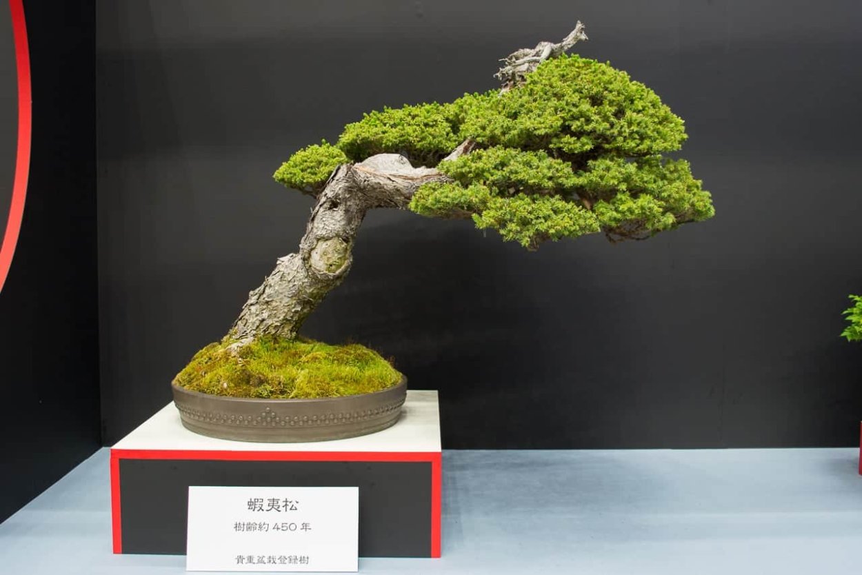 Японский Кипарис бонсай