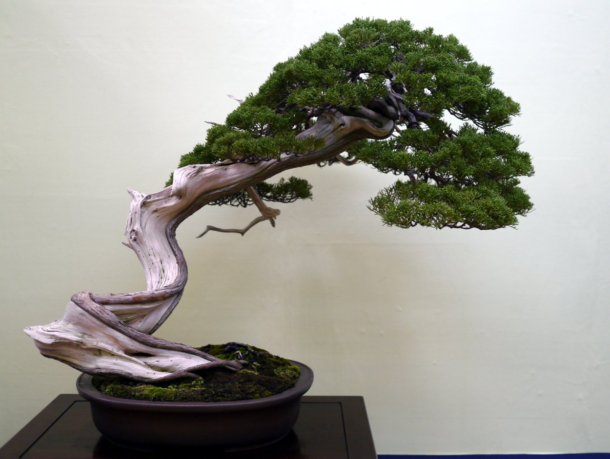 Bonsai дерево