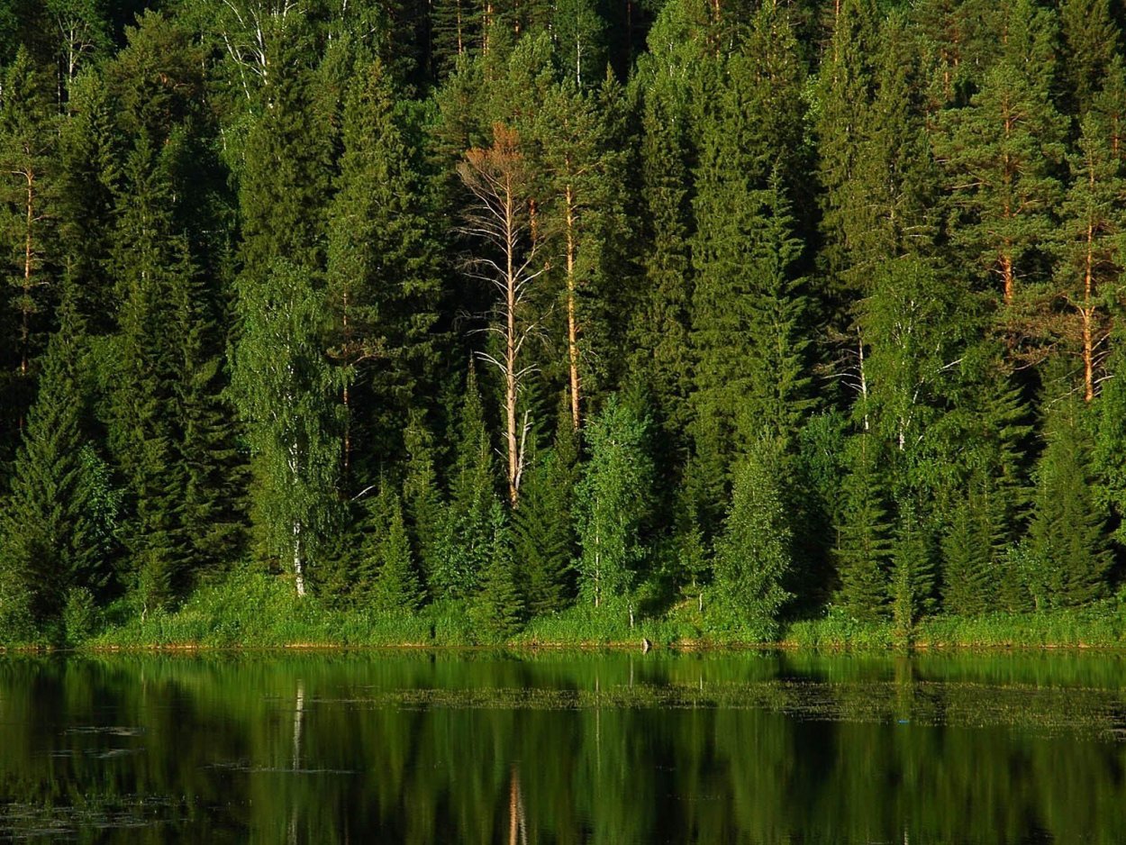 Виды деревьев в тайге